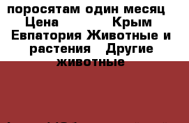 поросятам один месяц › Цена ­ 3 000 - Крым, Евпатория Животные и растения » Другие животные   